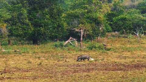 Wildlife Wonders: Exploring the Enchanting Forest with Animals"