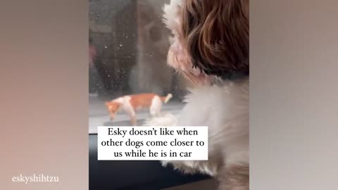 Funniest Animals Video #17