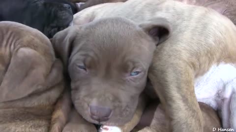 10 Pitbulls and a VERY brave Kitten