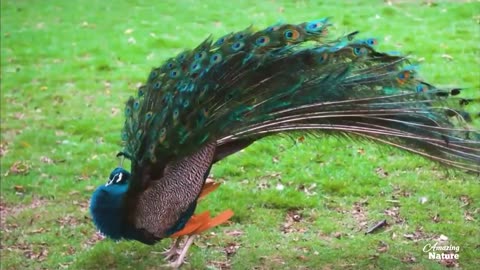 Pride and beauty of peacocks