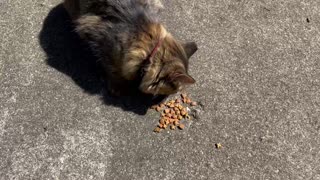 September 24, 2023- Stray Cat Update: Apparently Stray No More