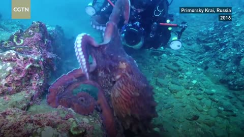Octopus ka attach || Attack video || animal's attach
