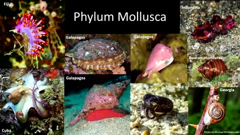 The Fantastically Weird World of Photosynthetic Sea Slugs | Michael Middlebrooks | TED