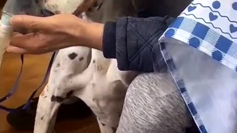 Dog is too old, he has to use the breathing machine to relieve its pain.