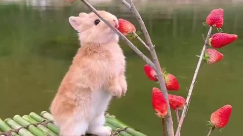So cute rabbit 🐇 eating the storbry😍