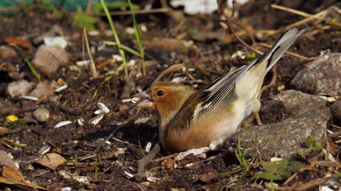 Experience Nature's Beauty in 4K: Stunning Animals in the Wild! #WildlifeVideo