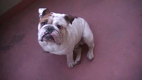 English Bulldog has a hard time following orders