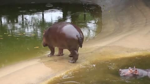 Big hippo