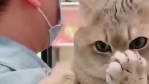 The Best Funny Cat Videos Of The 2022 - Funny Cats Compilation #294