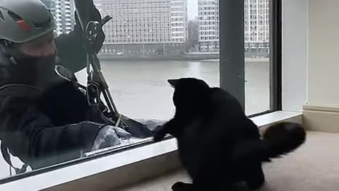 Funny cat following glass cleaner