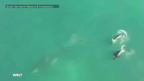 DUELL DER MEERES-GIGANTEN: Seltenes Video! Hier kämpft ein Orca gegen einen weißen Hai