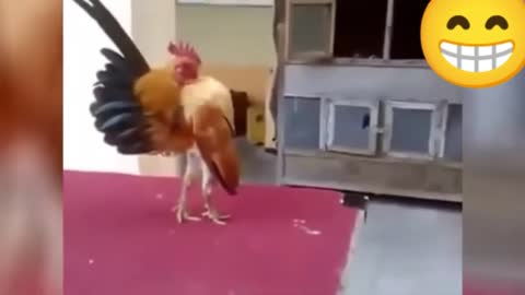 funny rooster