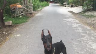 Doberman Dog Chases Ball with Oscar the POTUS Welsh Terrier