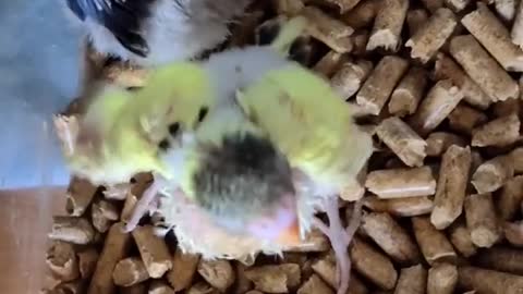 Little parakeets and lovebirds! The baby parakeet gets so excited he spins in circles Babies,
