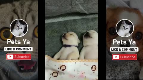 Tik Tok Cute And Funny Dogs And Puppies 🐶💗 Compilation 2020 - Tik Tok Videos Awww 🐶💗 #21 - Pets Ya