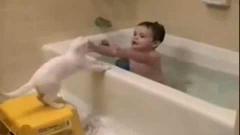 Cat regrets entering bath funny video