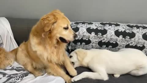 Puppy Playfully Gnaws on Paw