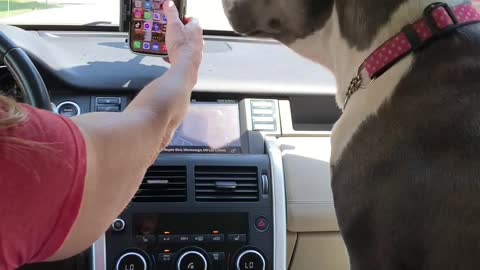 Dog Reminds Owner Not Text and Driver