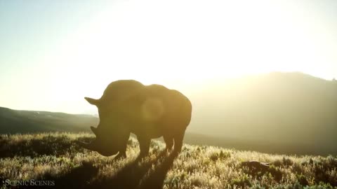 Amazing Scene of Wild Animals In 4K - Relaxation Film