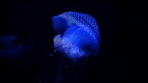 The most beautiful Jellyfish and under sea creature on earth
