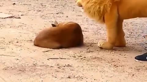 "Playful Pranks: Dog Reacts to Fake Lion, Fake Tiger, and Giant Box!"