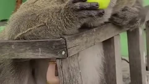 Monkey eating lemon time waste