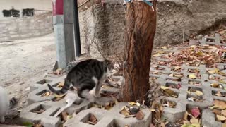 Cute stray cats are very happy here