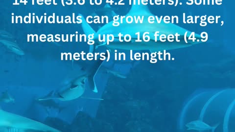 facts about tger shark....0/13