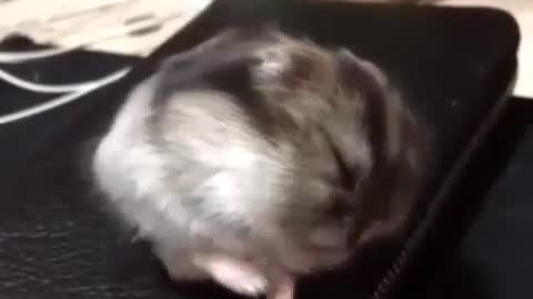 A sleeping hamster