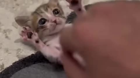 Fanny and comedy cute cat video