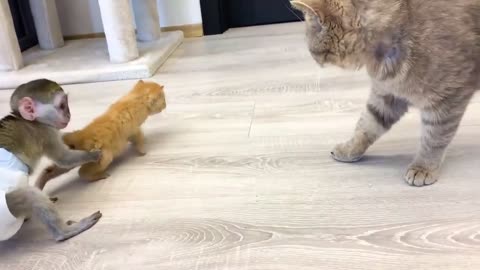 Baby monkey does not let dad cat hiss at loud meow kitten while mom cat feeds kittens.