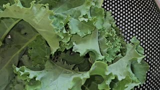 Home Grown Organic Curly Kale Liverpool Uk