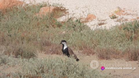 Birds of the Desert: Surviving in Arid Landscapes