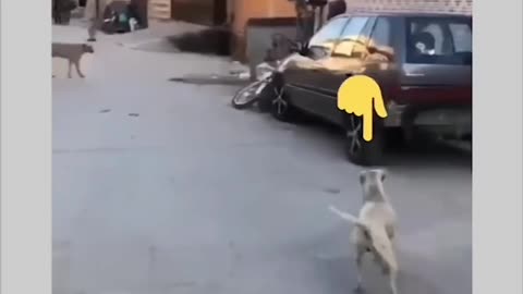 Dog chases man 🤣