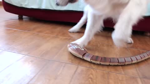 Dog vs RC Cobra Snake Funny Golden Retriever Puppy Bailey