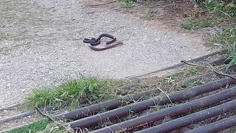 Snake Dance at Triangle M Farm