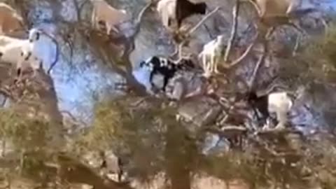 Goats Tree Spotted #shorts #viral #shortsvideo #video