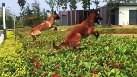 Amazing Dog Training