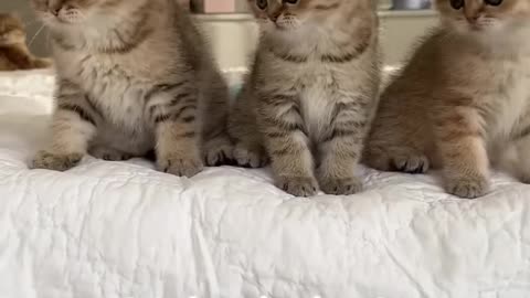 Kittens dancing