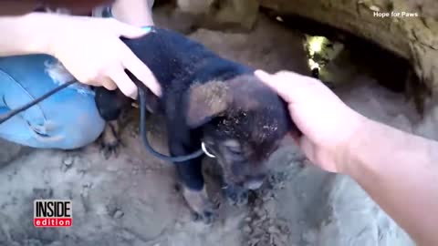 Brave Man Rescues 9 Abandoned Puppies From Deep Inside Cave