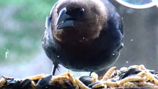 Cowbird