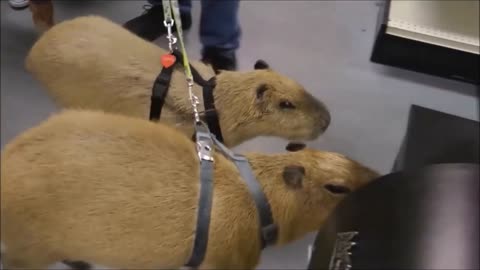 Cute Capybaras Compilation