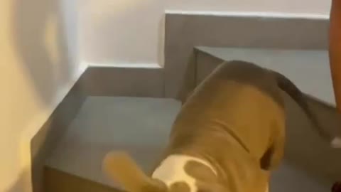 A Little Cute Pitbull F Learning how to go downstairs
