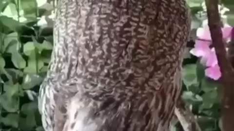 Beautiful Owl, This Made My Day #shorts #viral #shortsvideo #video