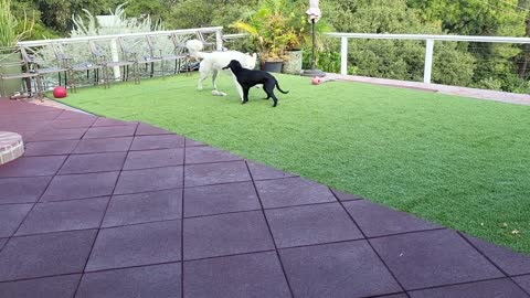 Reg & Ava play (Reg learning to jump in pool) Sept 3, 2022