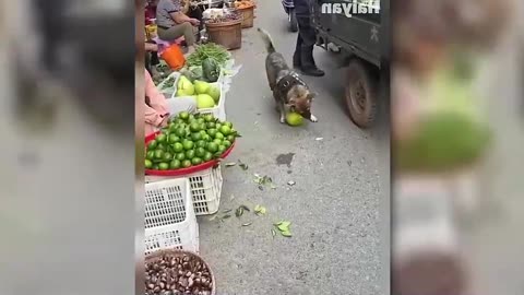 High IQ dog helps owner to buy food