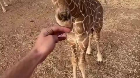 Beautiful animal giraffe