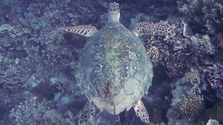 turtle swims in the ocean