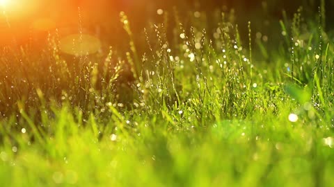 The blurred grass background and water droplets are so beautiful