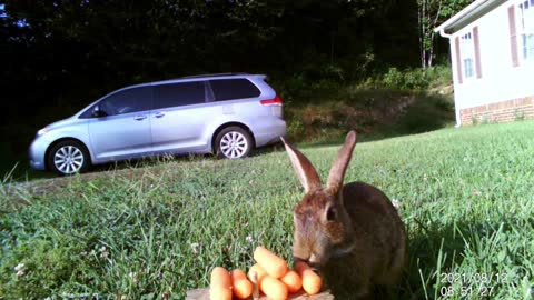 Peter Rabbit throws a temper tantrum: Grandpa, Mr. Stinky Pete Opossum ate my carrots!